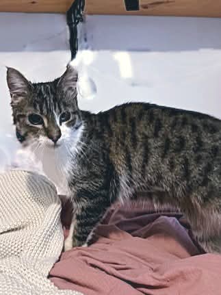 NS SPCA Adoptable - Rachel