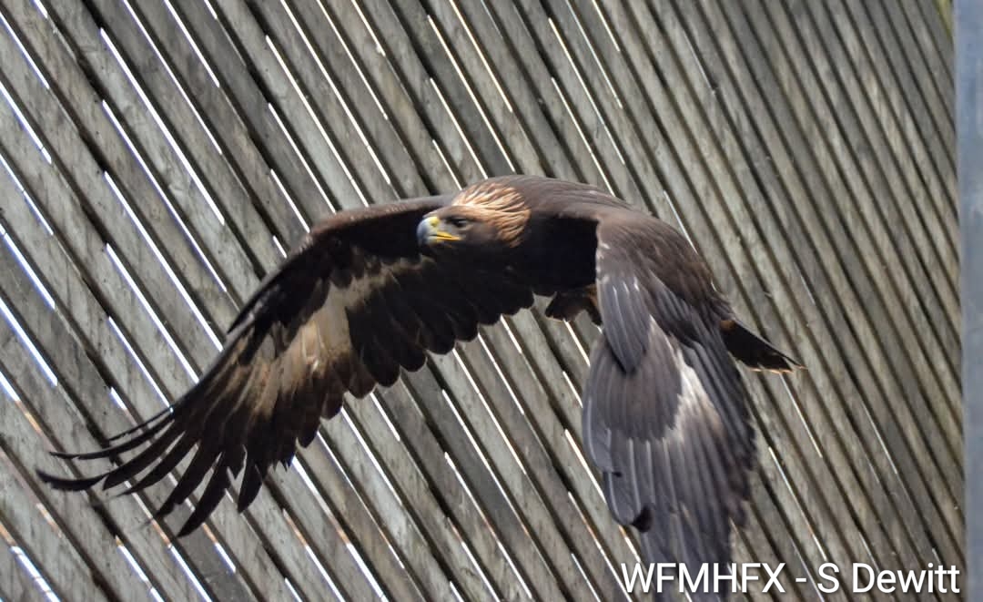 Golden eagle takes flight!