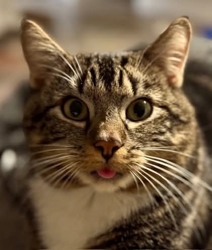 NS SPCA Adoptable - Meatchunk