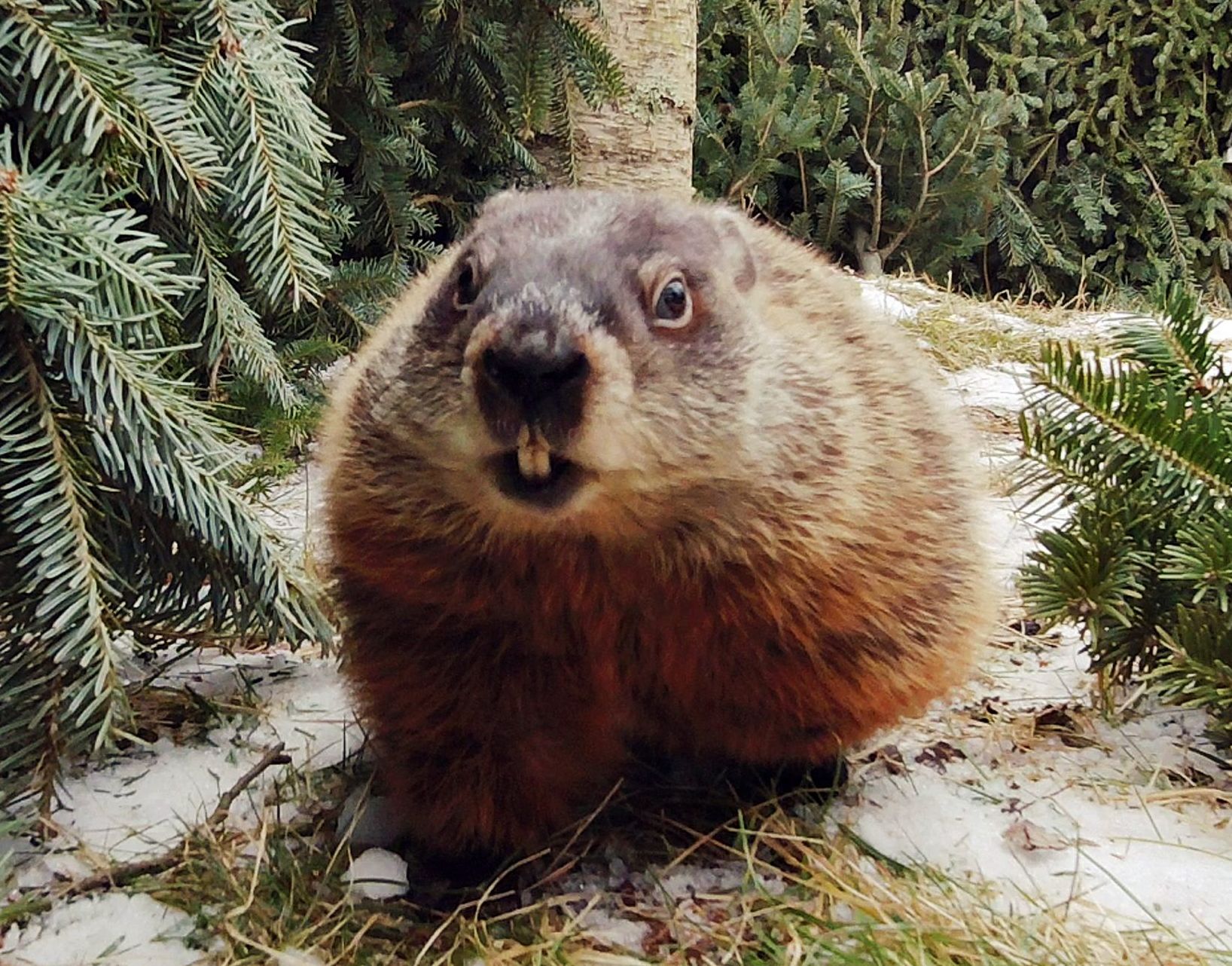 Shubenacadie Sam to Rule on Winter