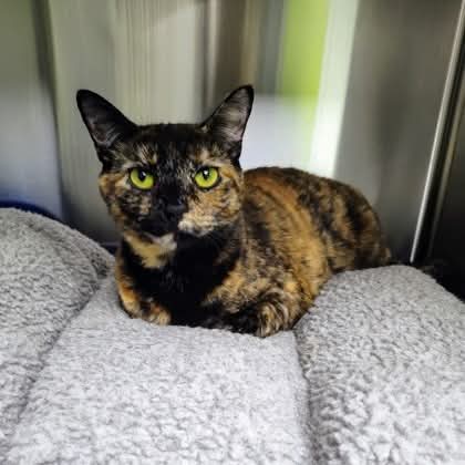 NS SPCA Adoptable - Charlotte May
