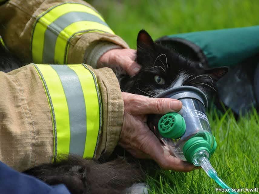 DYK?  HRFE crews are also equipped to help our fur babies in distress too!  And St John's Ambulance offers pet first-aid!