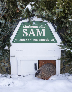 Six more weeks of winter according to Shubenacadie Sam