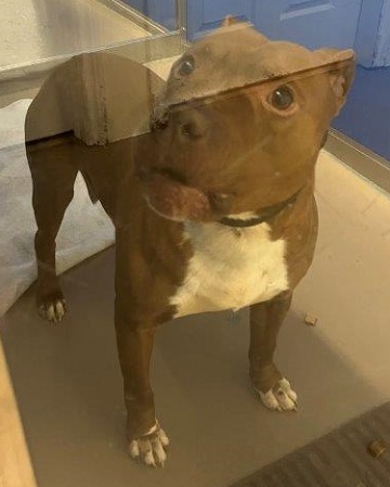 Found pets currently in the care of Halifax Animal Services (4)