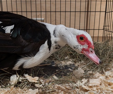 Found pets currently in the care of Halifax Animal Services