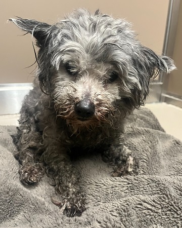 Found pets currently in the care of Halifax Animal Services