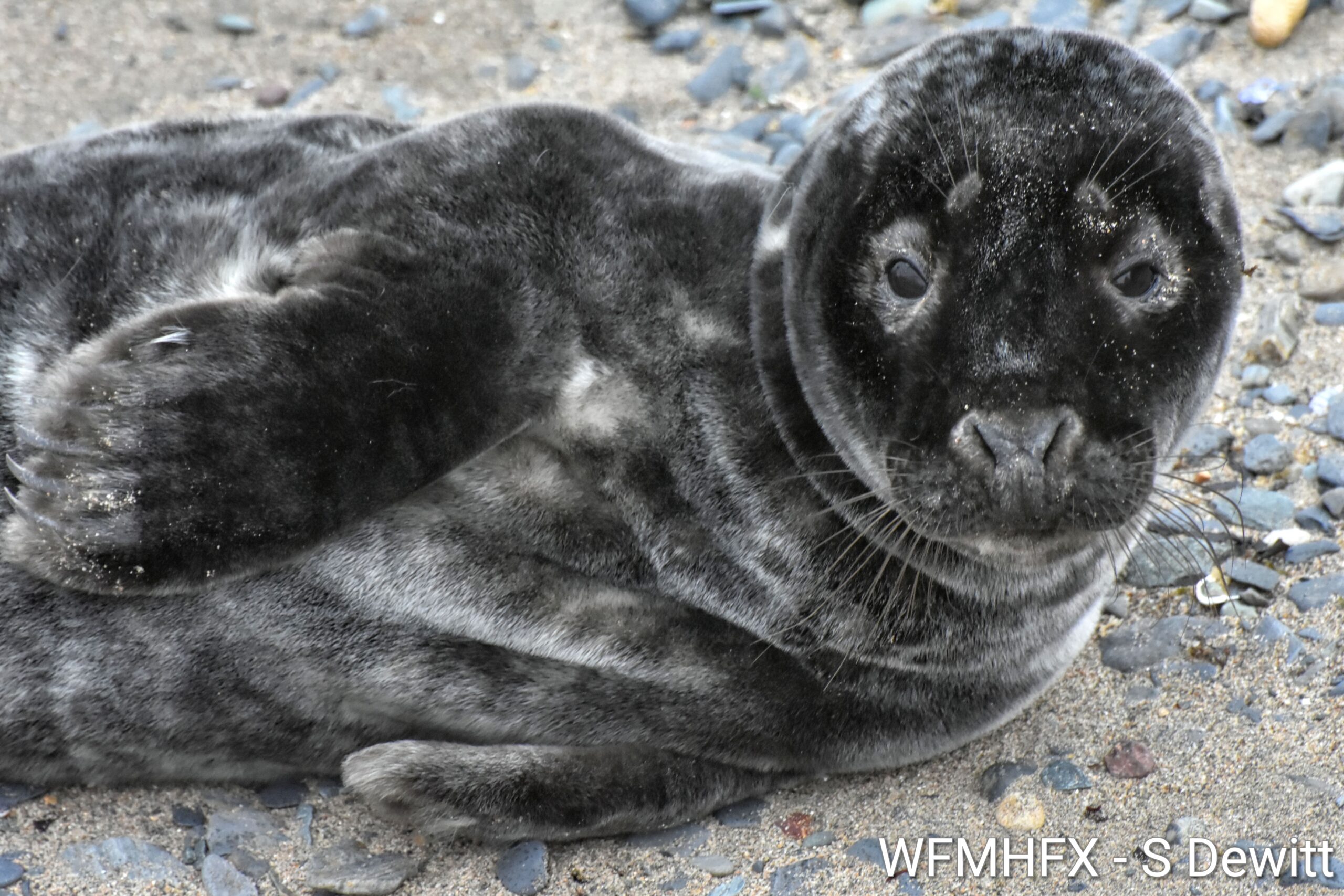 Wildlife - Yesterday, the incredible Hope for Wildlife's responded to a local HRM beach after receiving multiple calls regarding a young seal pup who appeared to be lethargic