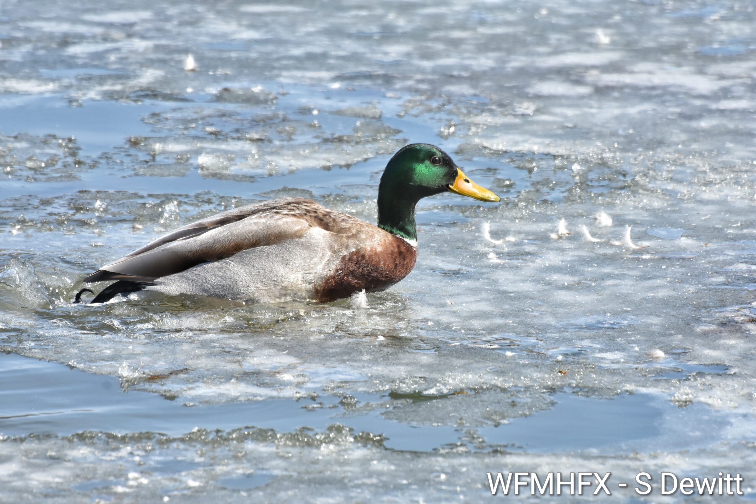 Thin ice in the HRM
