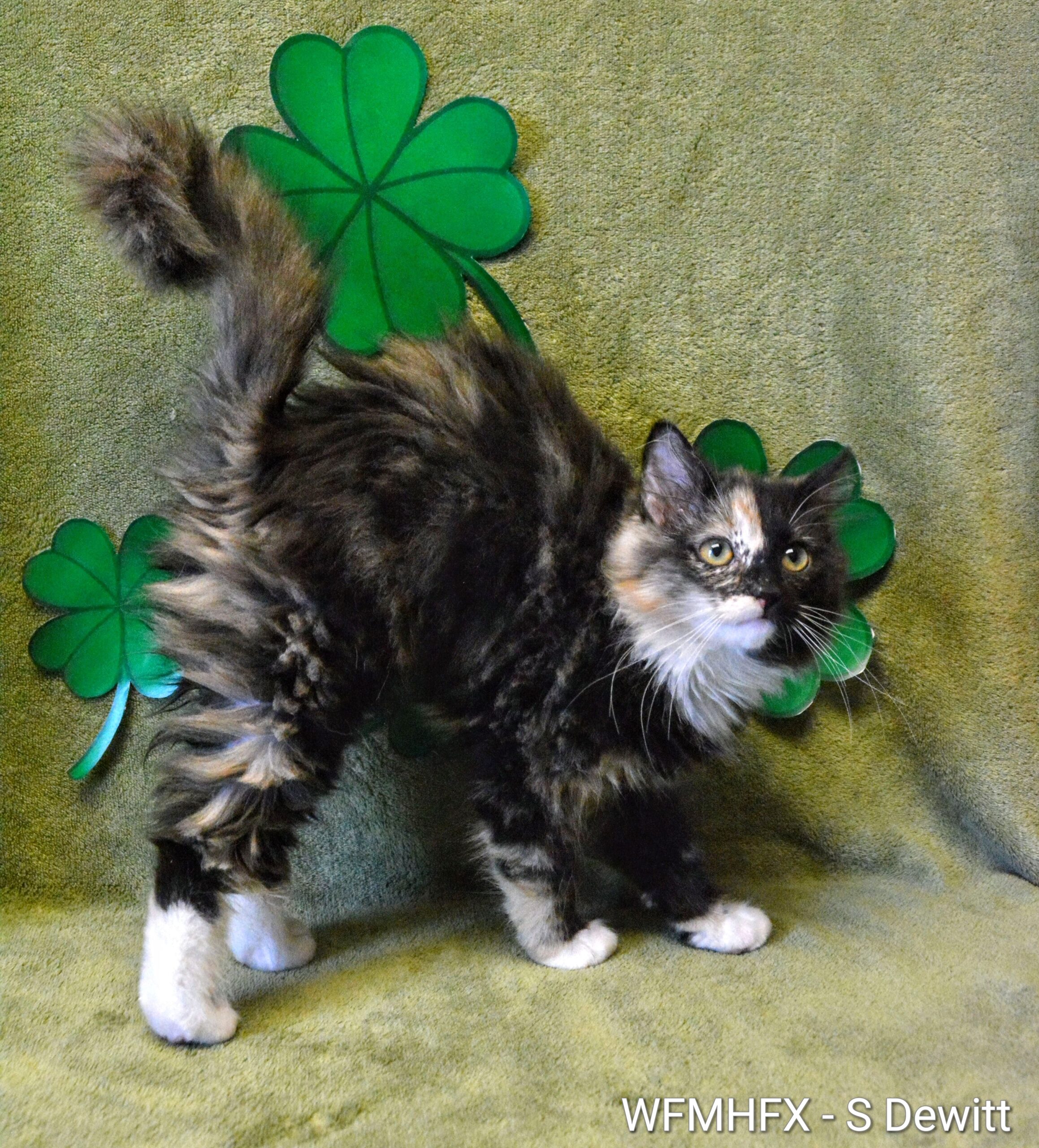 Find your pot of gold as an adoptable from the Dartmouth SPCA! 