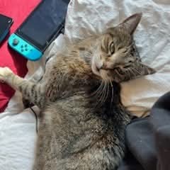 NS SPCA Adoptable - Skitty