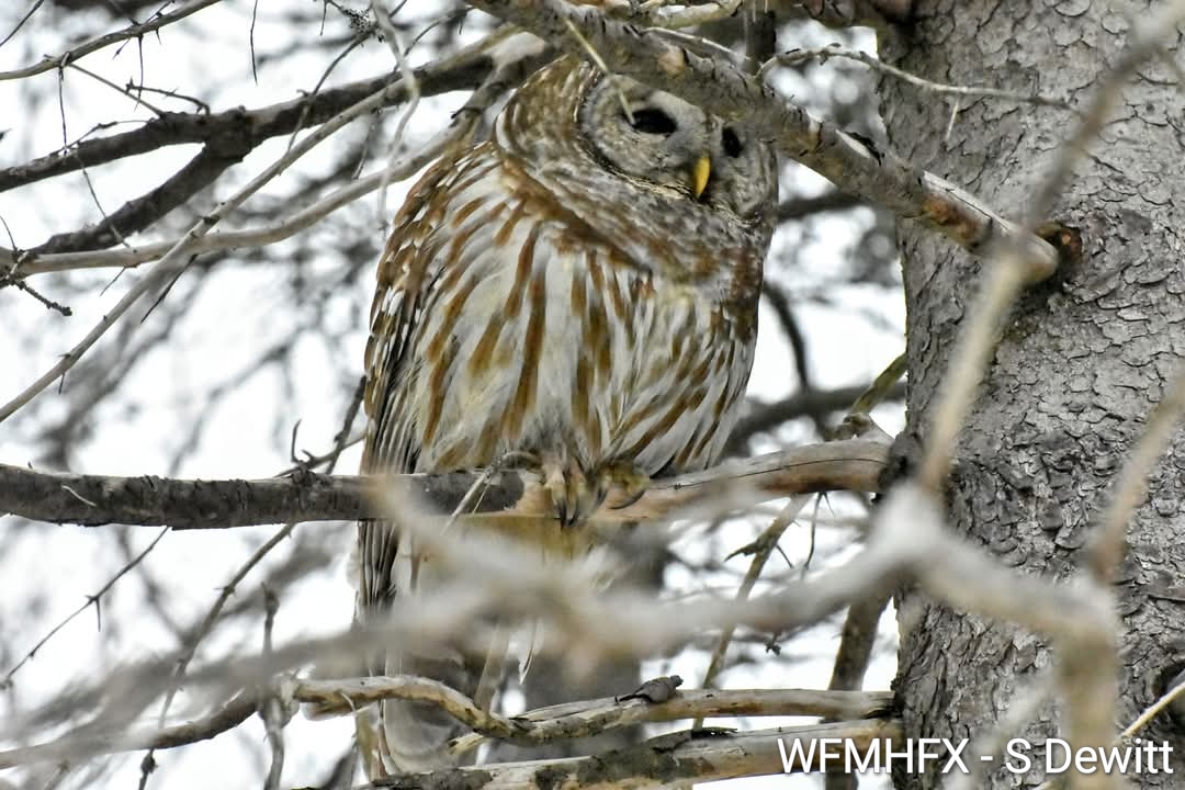 DYK?  Today is World Wildlife Day! 