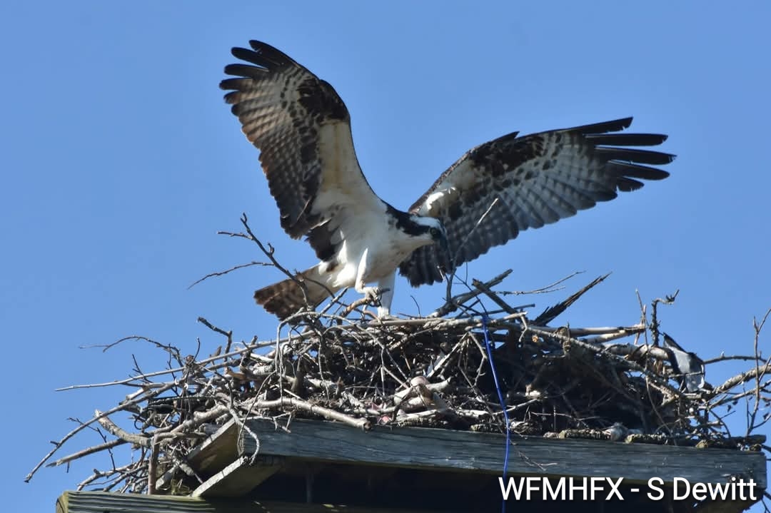 It won't be long before we start to see our province's official birds returning home! Check out this story - When Eagles try and take over an Osprey nest 