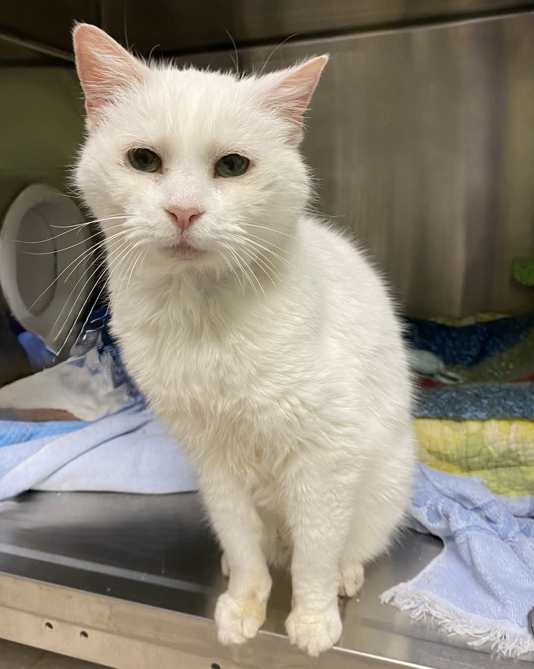 NS SPCA Adoptable - Gretal