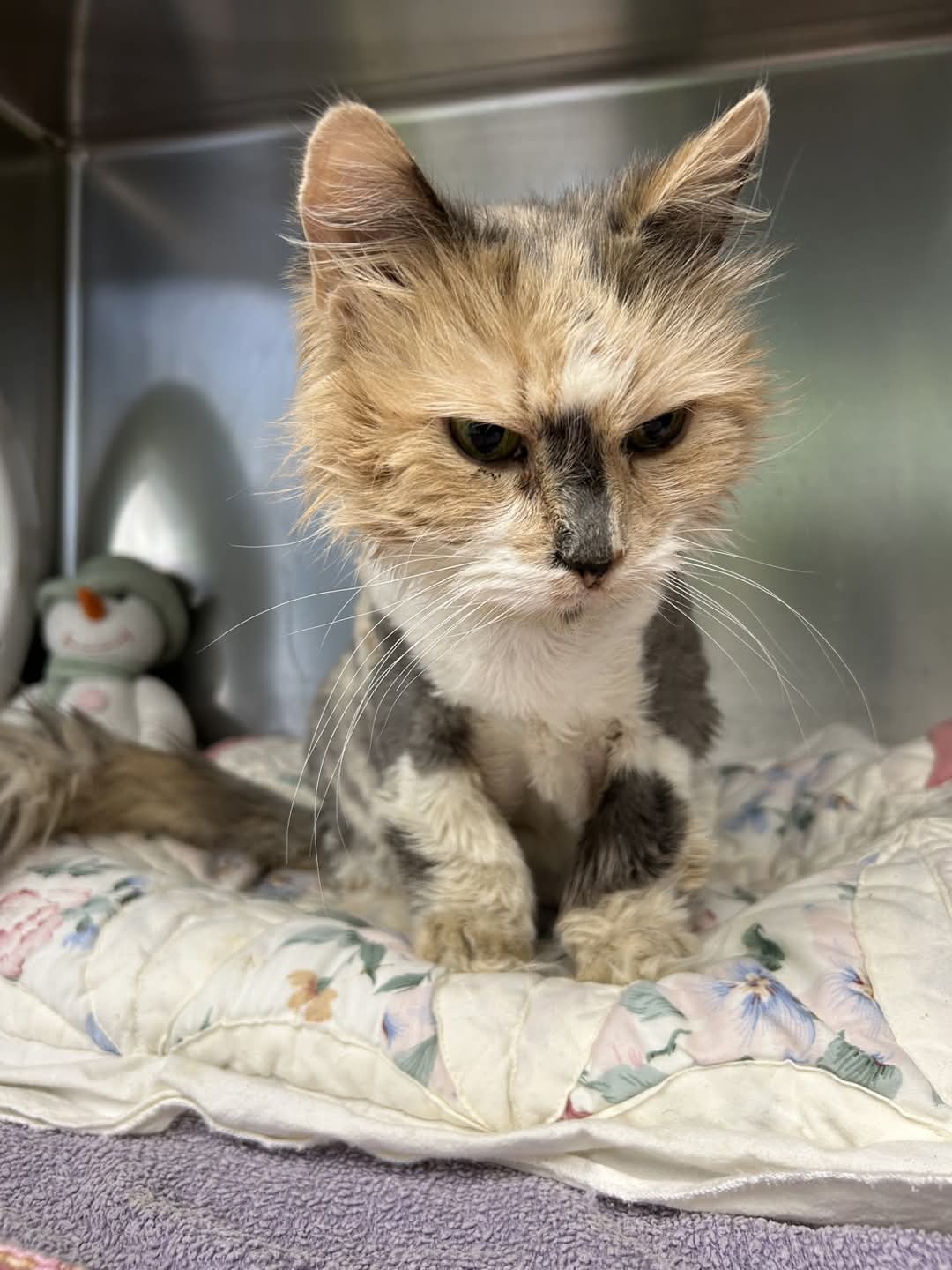 NS SPCA - Meet Cali, the Independent Senior Calico!