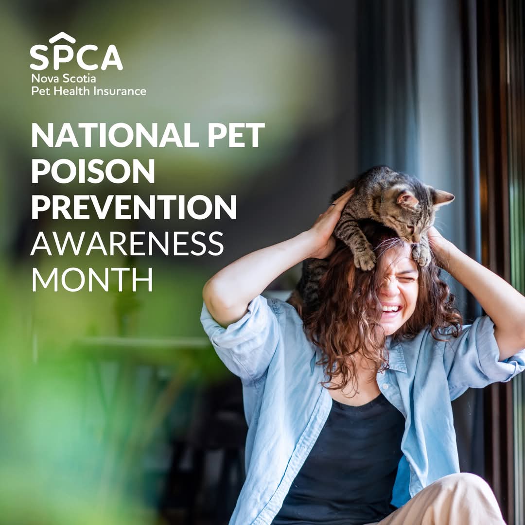 March is National Pet Poison Prevention Month