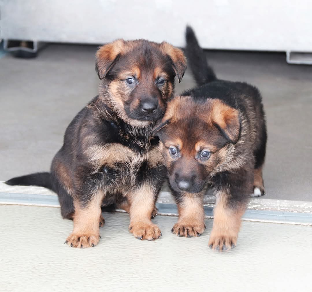 The RCMP Name The Puppy Contest is in full swing