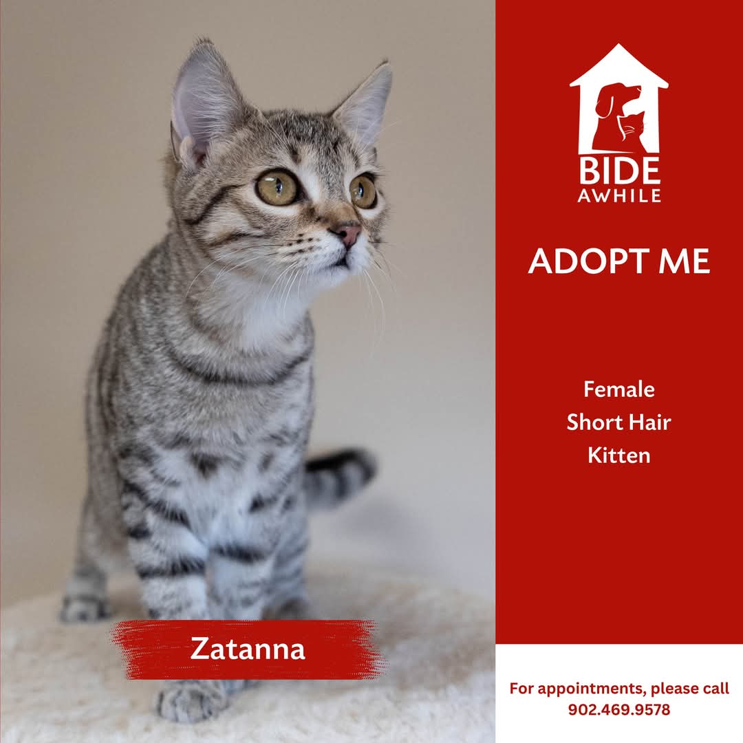 Meet Mushka, Chess & Domino, Thistle, and Zatanna!