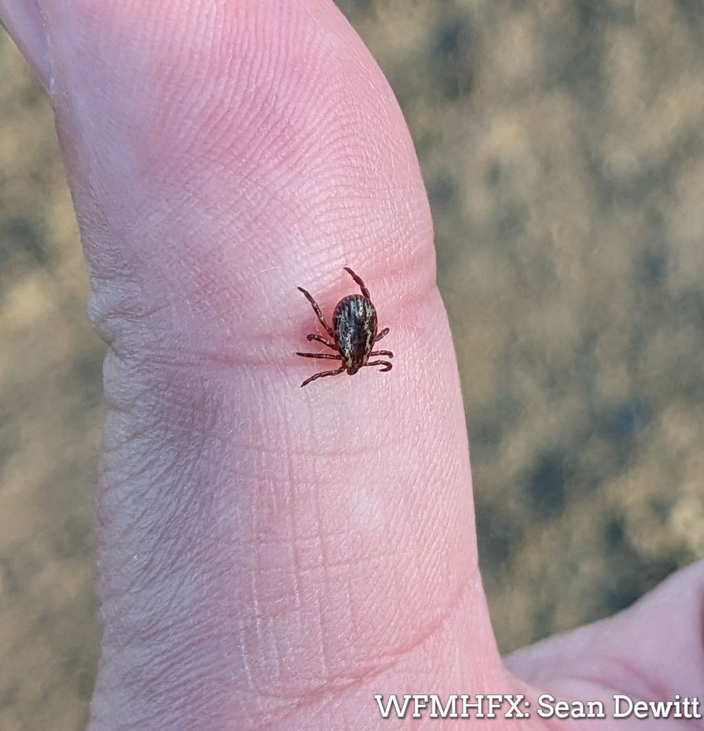 As the temperatures begin to warm up, a friendly reminder to be wary of other warm weather fans too- Tick safety