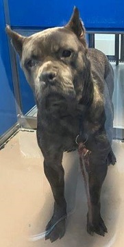 Found pets currently in the care of Halifax Animal Services