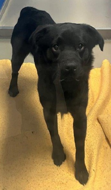 Found pets currently in the care of Halifax Animal Services