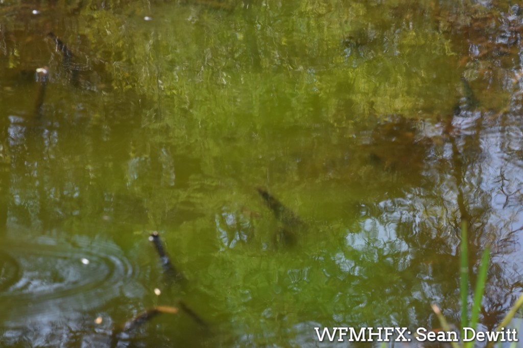 Harmful Algae Blooms - Watch for blue-green algae