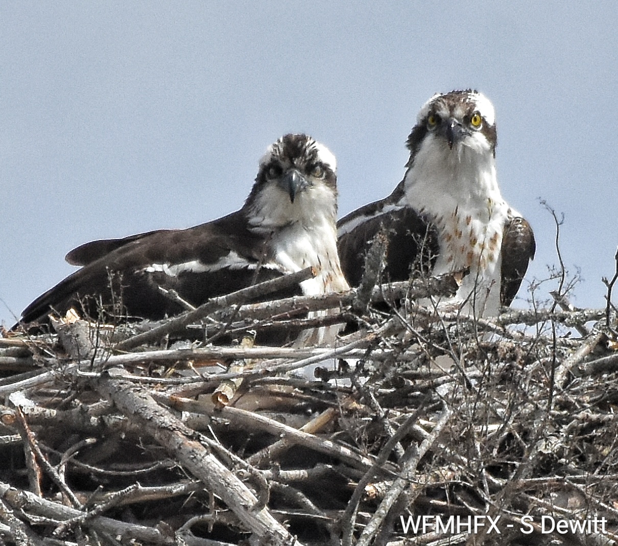 She's back!  Ethel the osprey is home