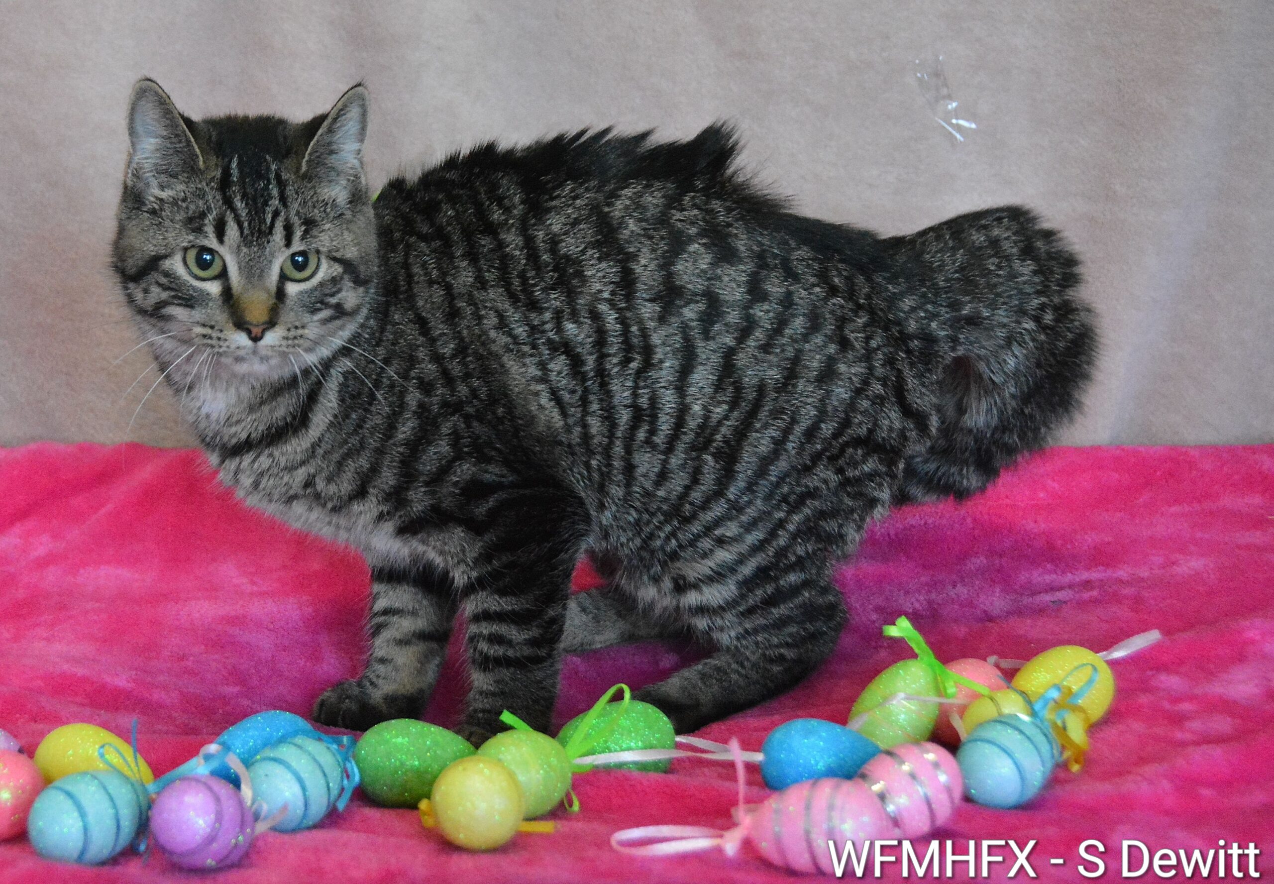 In photos - Hop on down to the Dartmouth SPCA shelter and fall in love with an adoptable waiting to find their forever home!