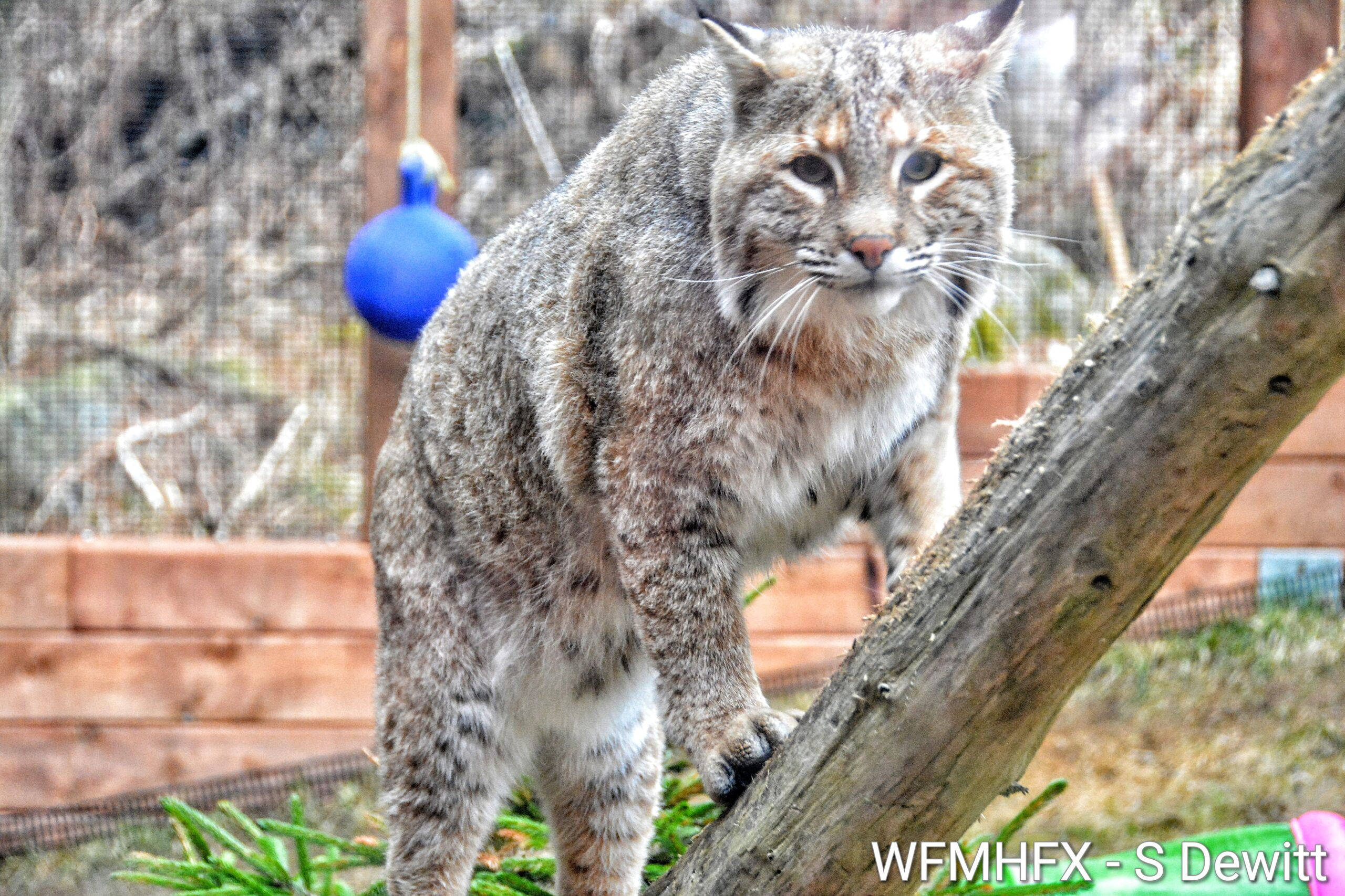 In photos - We checked out Hope for Wildlife's weekend open house today. A great crowd showed up to visit the compound and learn about the incredible team at Hope for Wildlife and the amazing work they do!