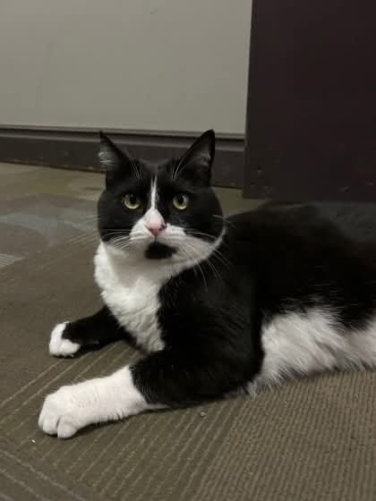 NS SPCA Adoptable - Nova