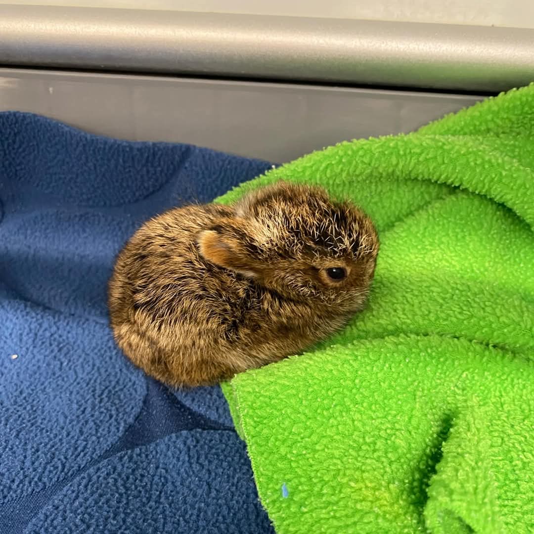So why do we say to leave a baby hare where you found it?
