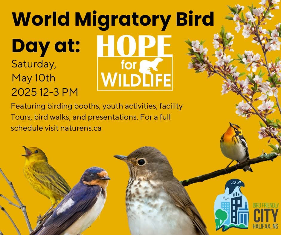 World Migratory Bird Day at Hope for Wildlife
