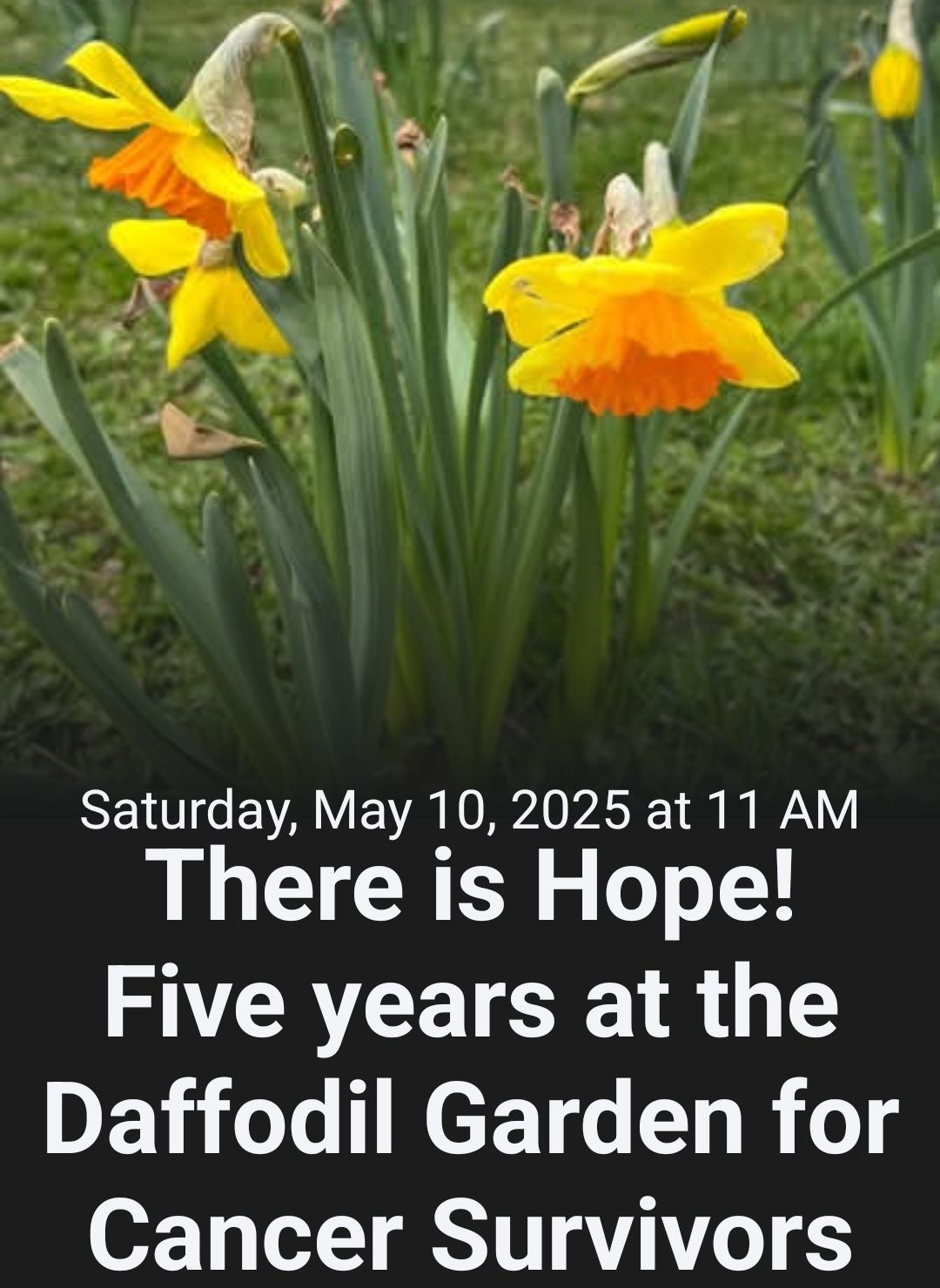 Five Years at the Daffodil Garden