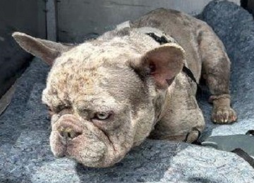 Found pets currently in the care of Halifax Animal Services