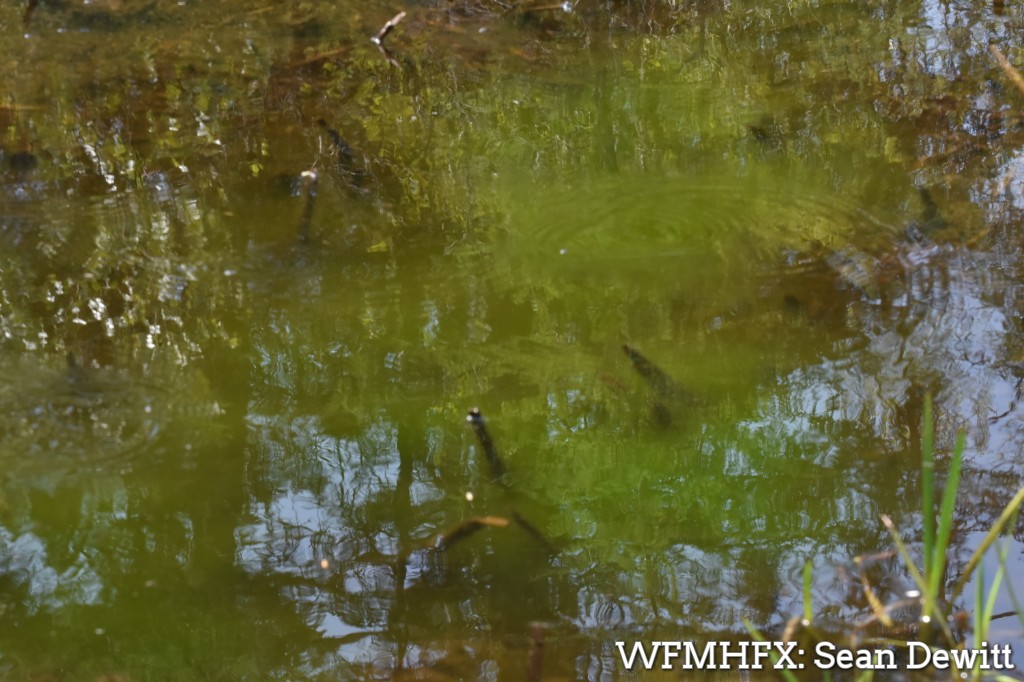 As Nova Scotians head outdoors in the warmer weather to enjoy the province’s lakes, they should know about and watch for blue-green algae