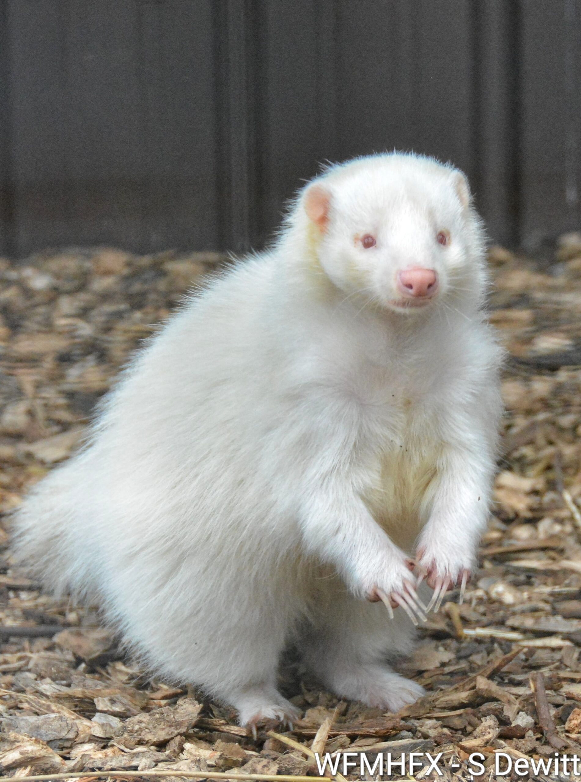 In photos – We checked out Hope for Wildlife’s weekend open house today, and met the unique Sully the albino skunk!
