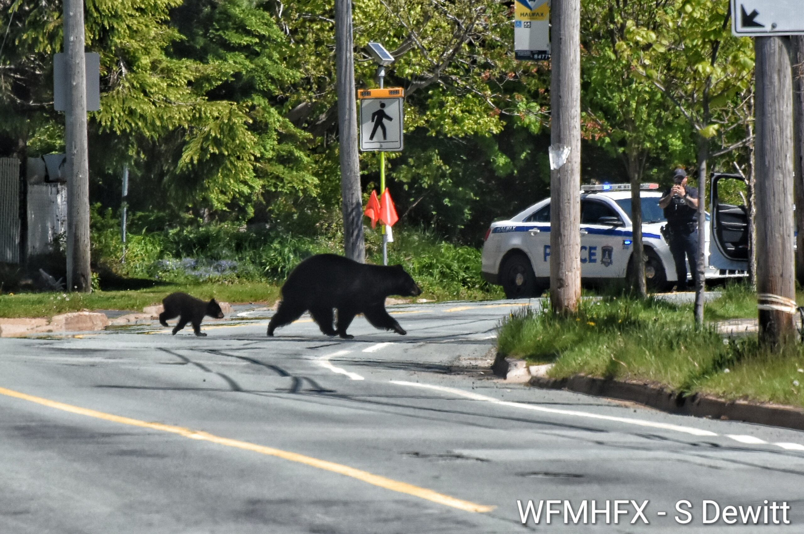 Bears down Waverley Rd