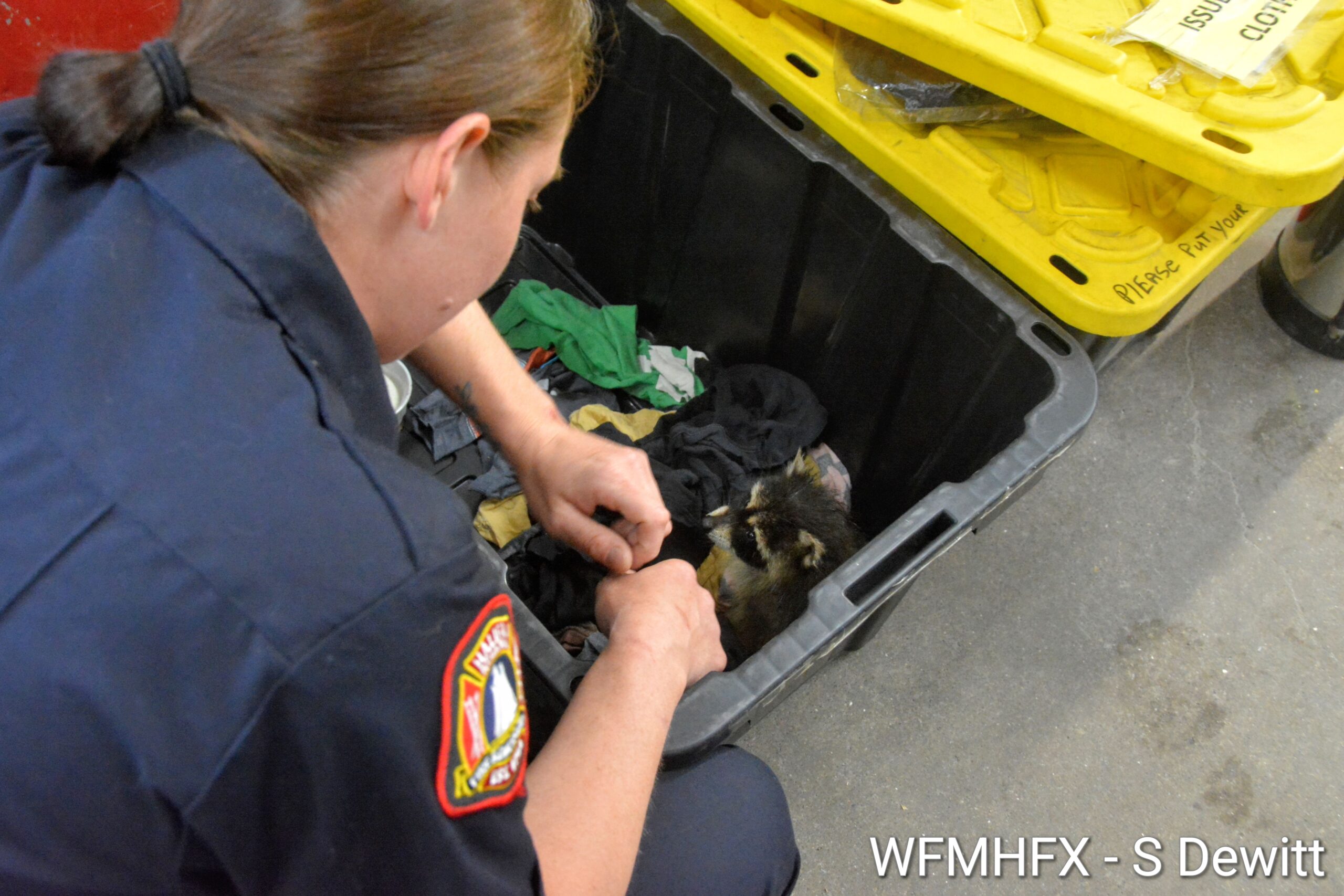 (Update) n photos - HRFE firefighters from Stn 13 (King St in Dartmouth) became rescuers early today after a baby racoon was found alone in their parking lot