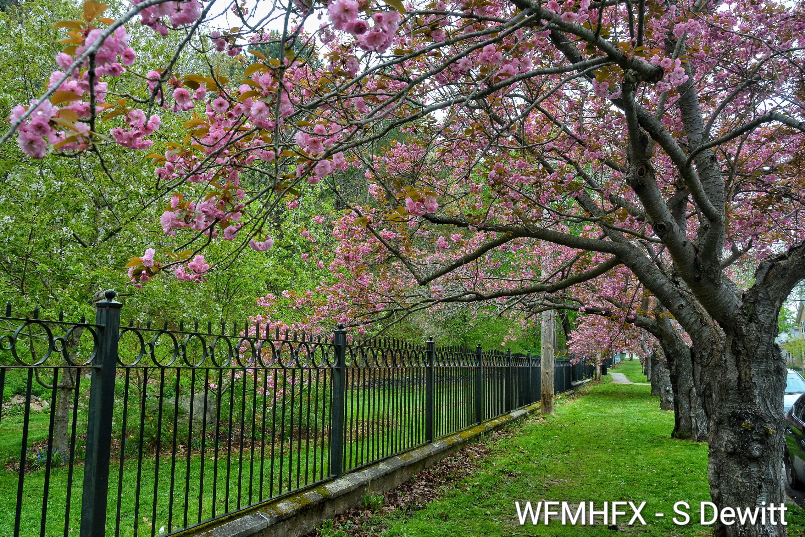 Pretty in Pink - The iconic blossoms of Park Ave in Dartmouth have popped
