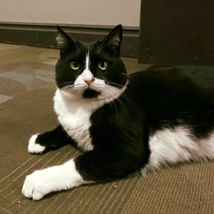 NS SPCA Adoptable - Nova
