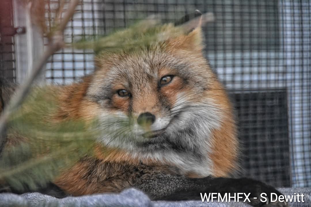 It is hard to believe that it was seven years ago today that tiny Frankie the Fox arrived at Hope for Wildlife