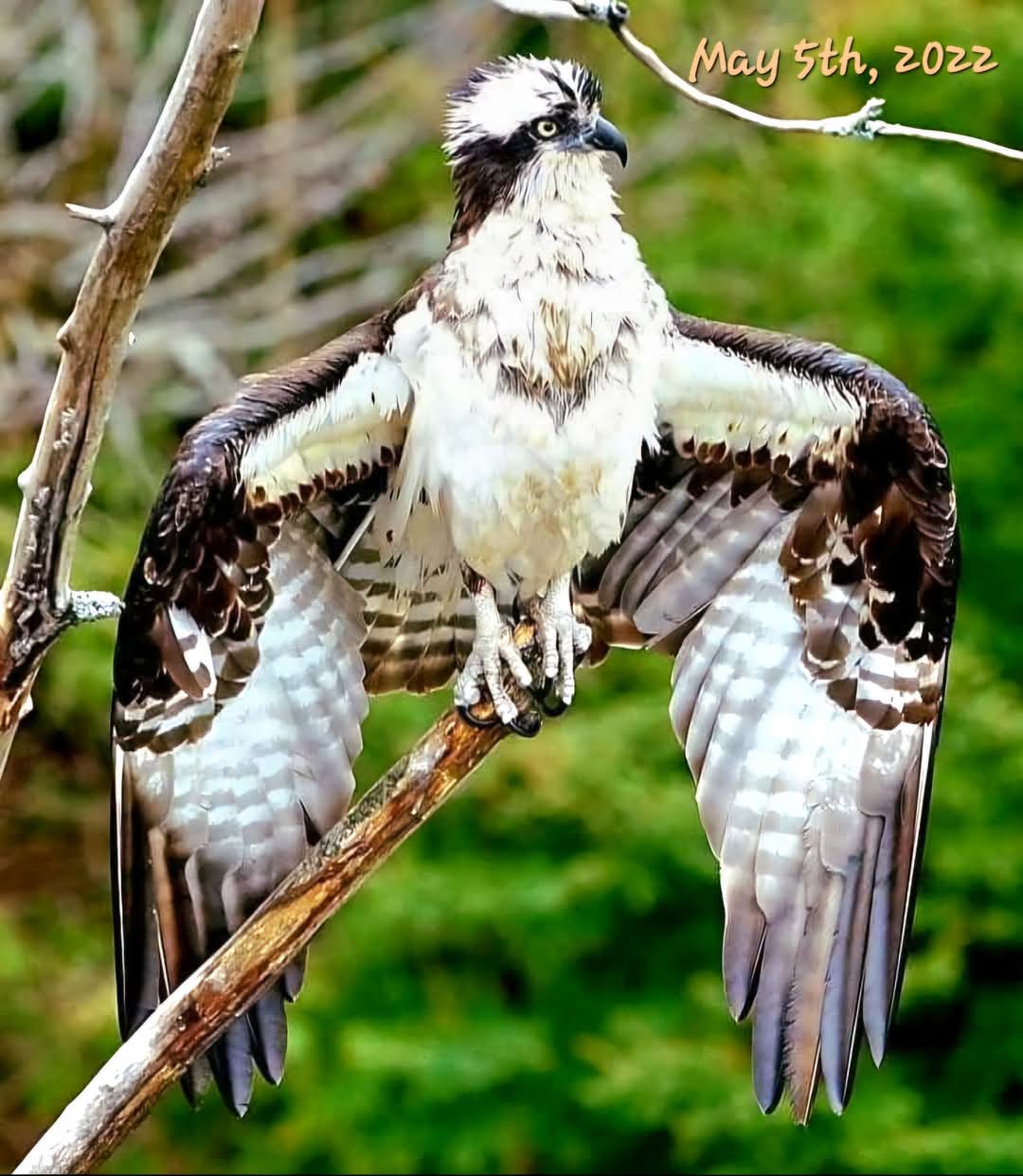 OSPREY FUN FACT FRIDAY