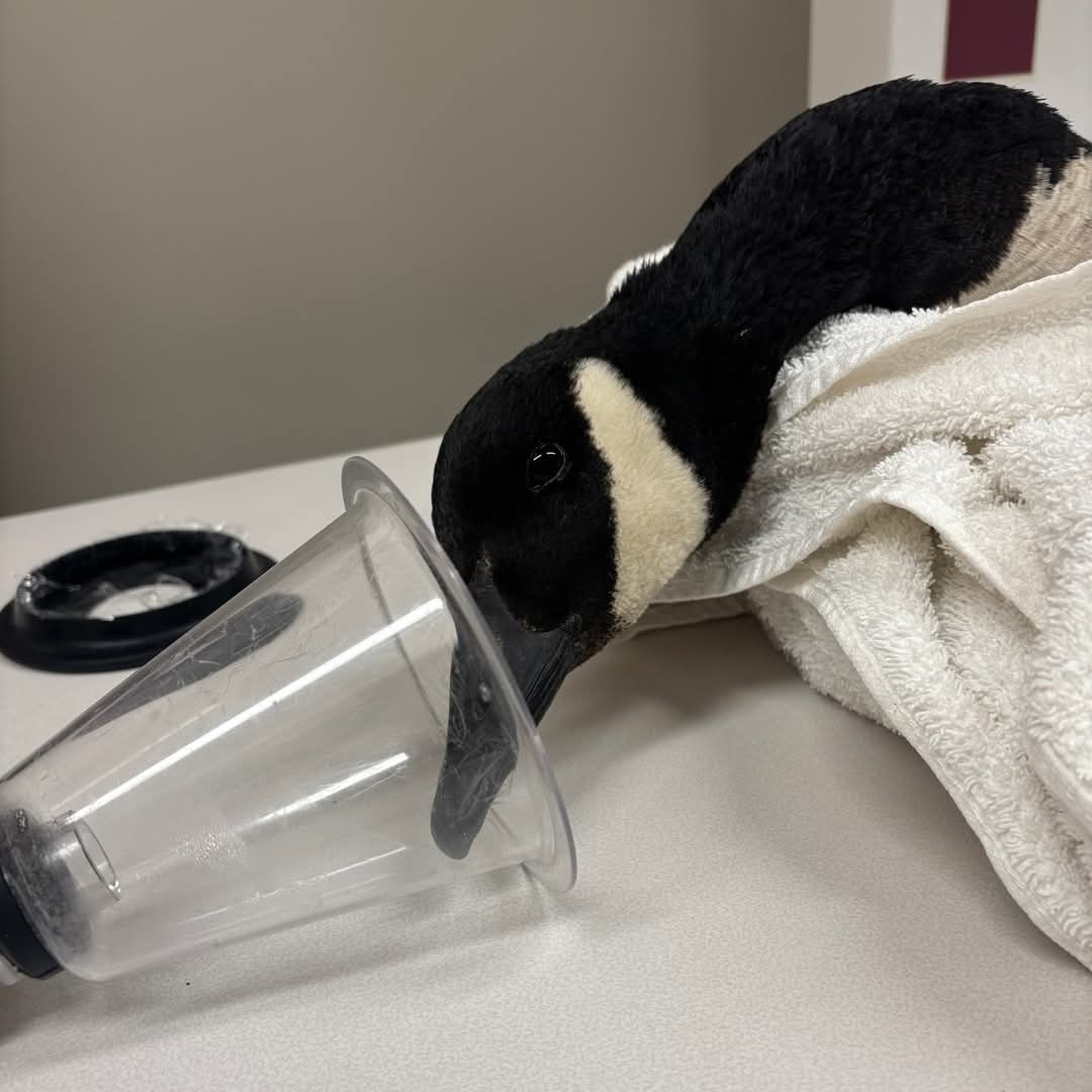 Found shot in the wing with an arrow, this Canada Goose was rescued and is now celebrating Wild Migratory Bird day in our hospital