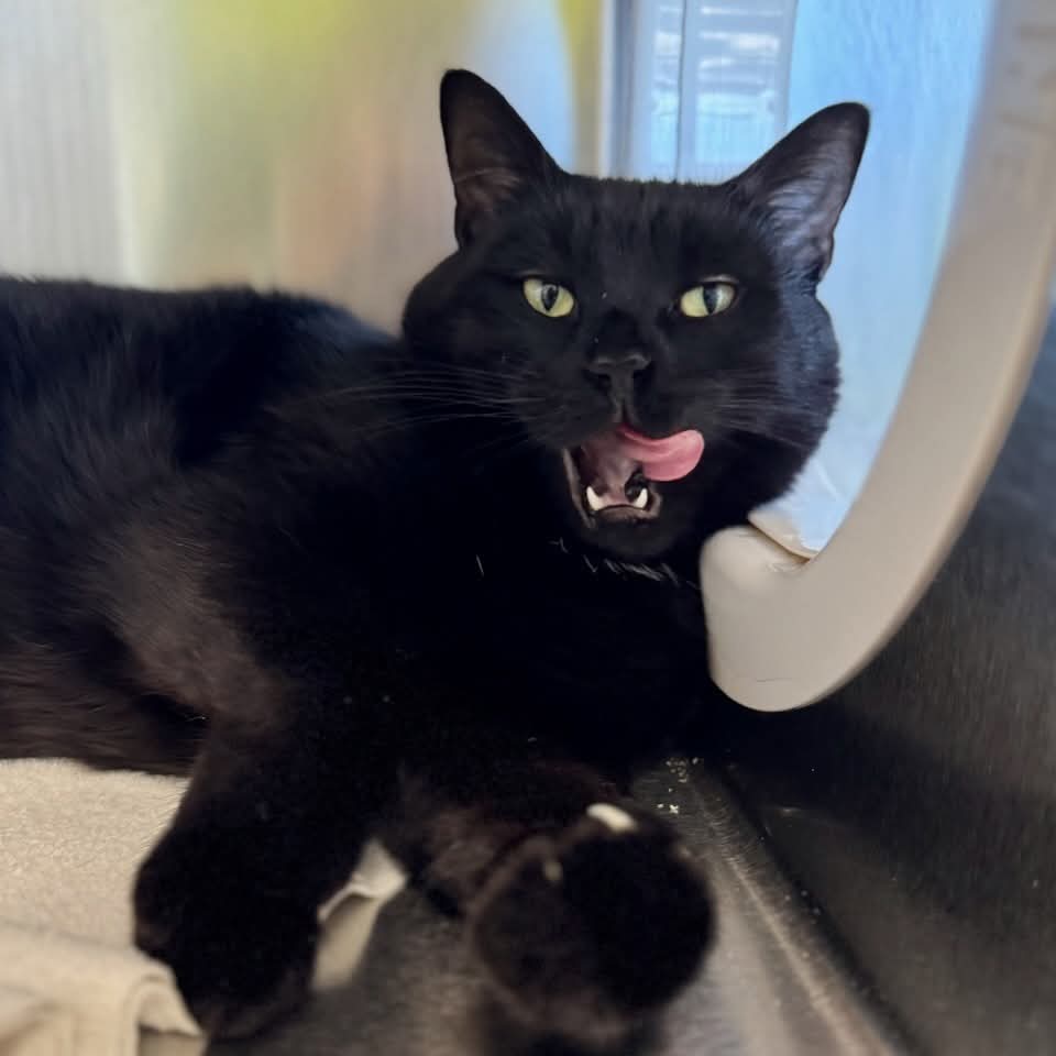 NS SPCA Adoptable - Loki