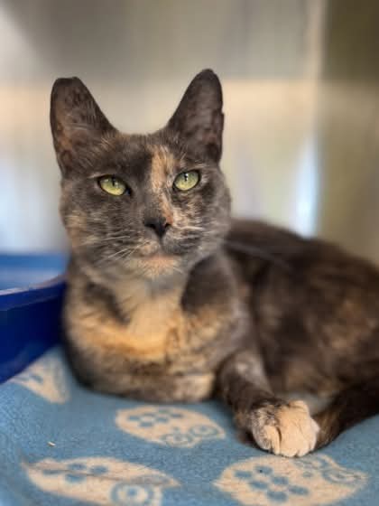 NS SPCA Adoptable - Kitty
