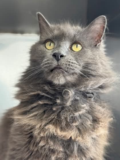 NS SPCA Adoptable - Ferb