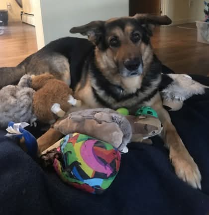 NS SPCA Adoptable - Rex