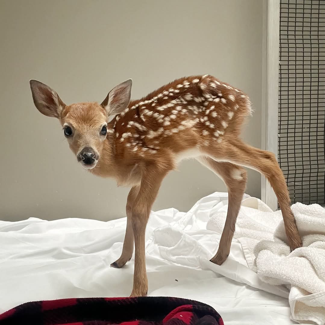 HFW - Our first fawn of 2025 has arrived. She was found all alone in the road, thin, weak, and cold