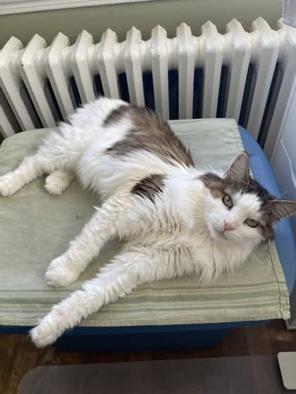 NS SPCA Adoptable - Phoebe