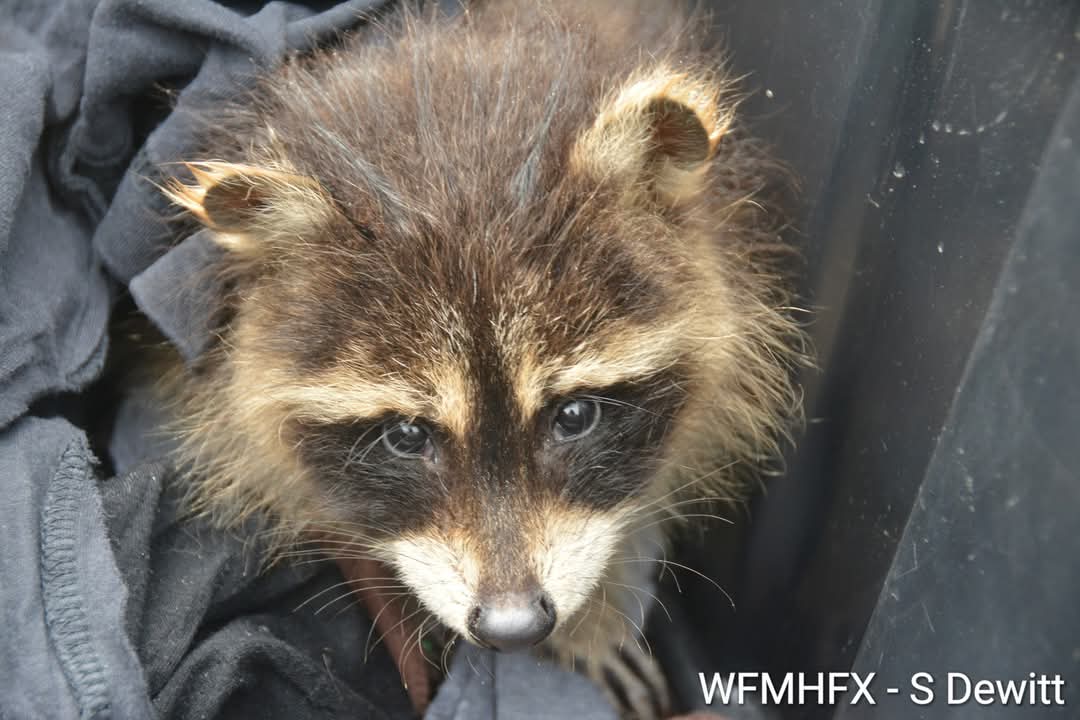 We had a follow up from the Hope for Wildlife regarding the pair of orphaned racoons that were discovered and rescued by HRFE Stn 13 in Dartmouth 