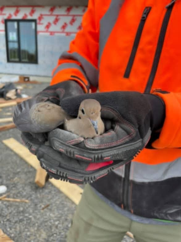 Friends of a feather. Mourning dove crashes construction site